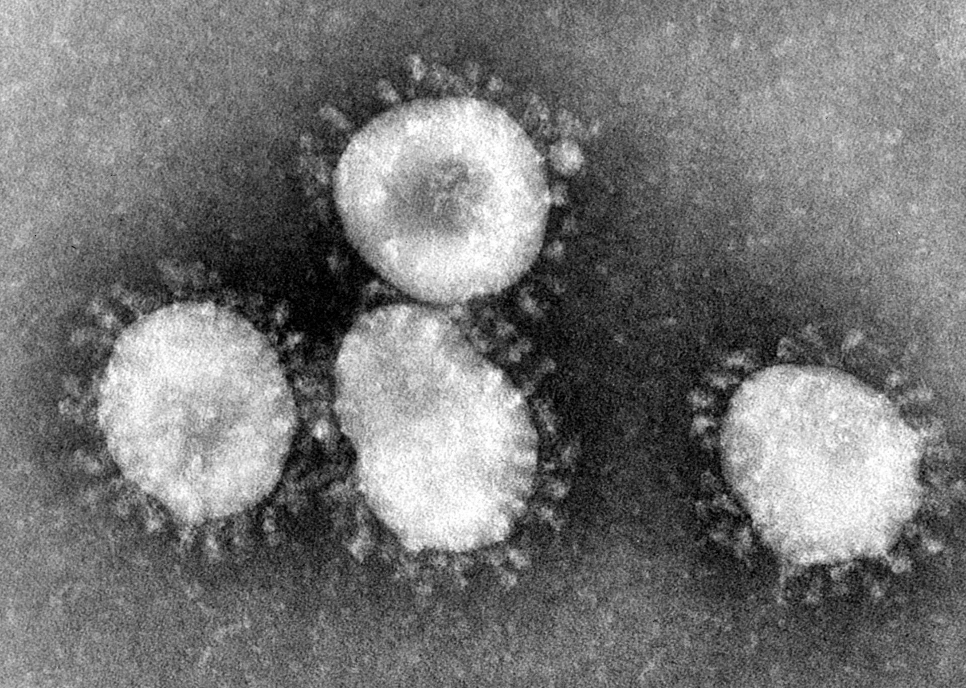 koronavírus, vírus