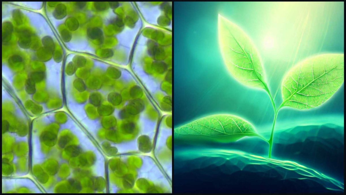 fotosyntéza - efektivita
