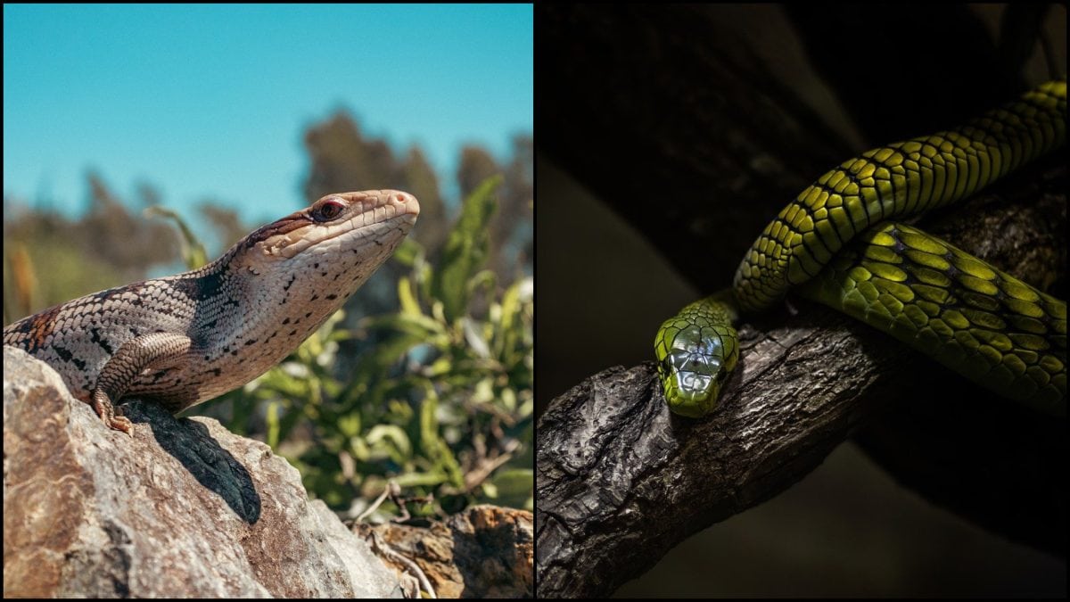 jašter, had, príroda