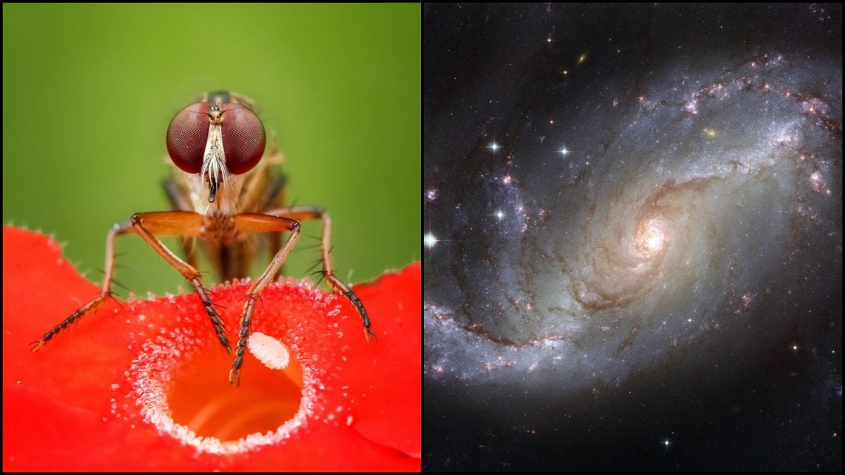 Chcú pochopiť kľúčovú vec. Čína vyslala do vesmíru kuriózne živočíchy muška, vesmír, hviezdy