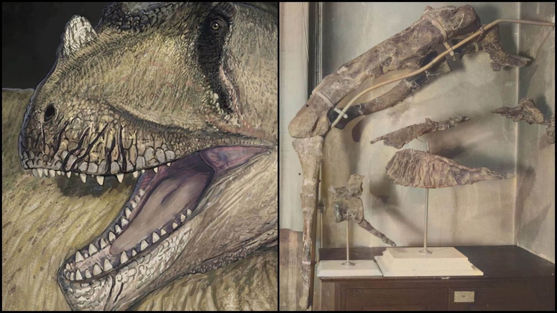 Stratená fosília dinosaura Tameryraptora.