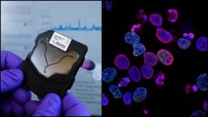 nanočastice MIT uvoľňujú liek priamo v rakovinových bunkách