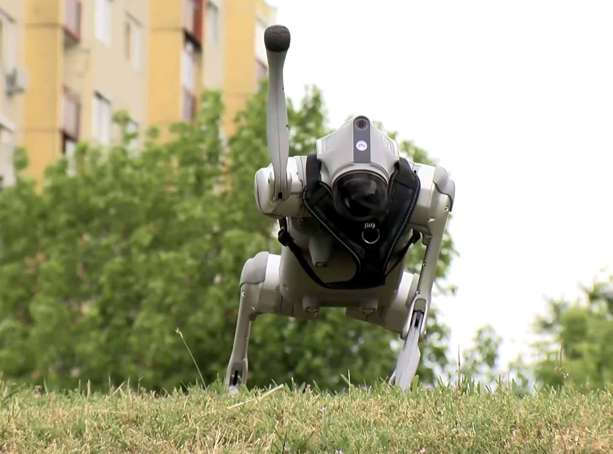 robotický pes v Maďarsku