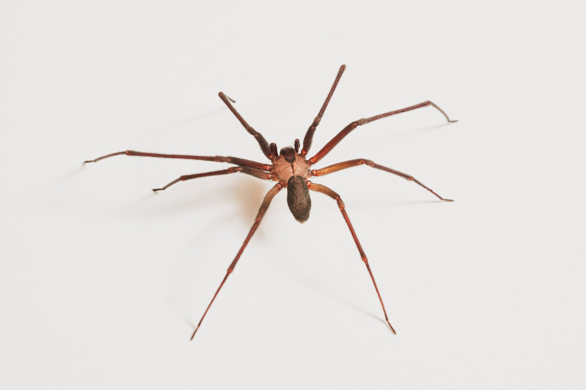 Loxosceles reclusa