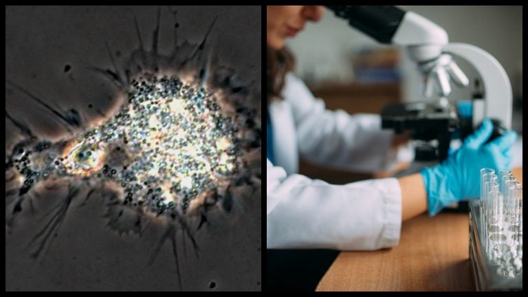 Bunka virus