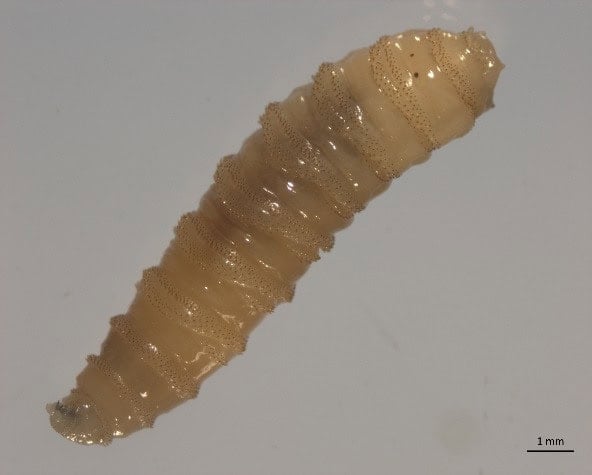 larva muchy