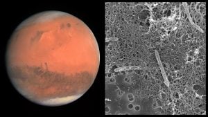 Mars bakteria