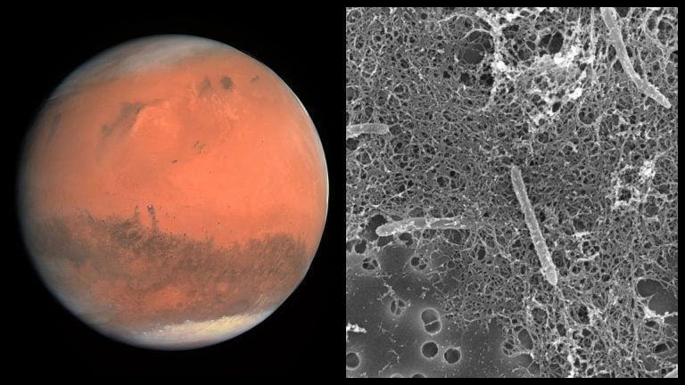 Mars bakteria