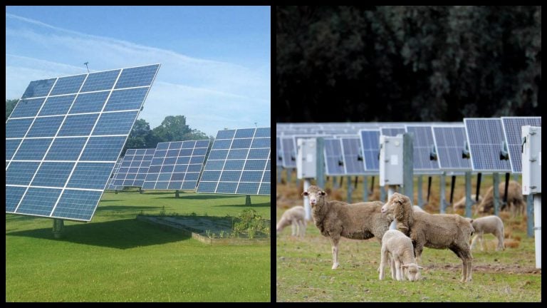 solarne ovce