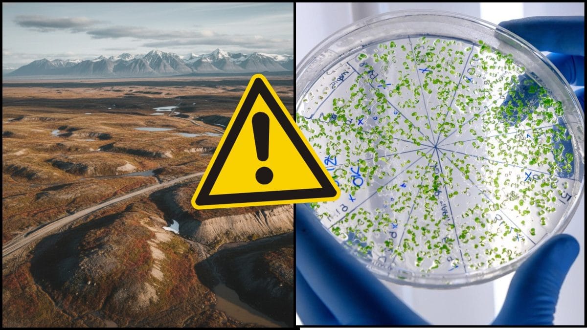 permafrost a mikróby