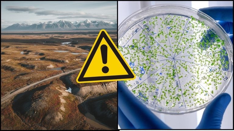 permafrost a mikróby
