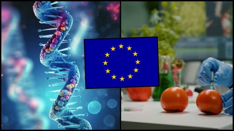 GMO európska únia