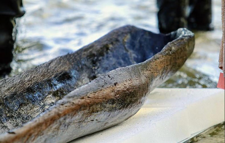 výnimočný objav v Amerike