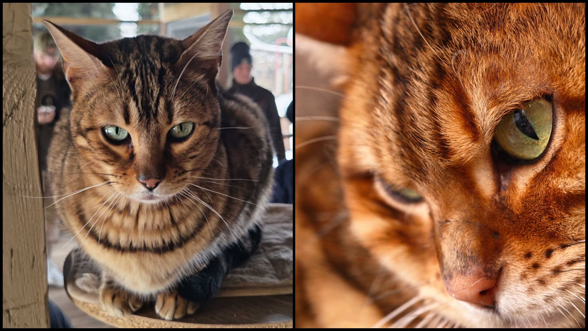 HONOR Magic8 Pro recenzia