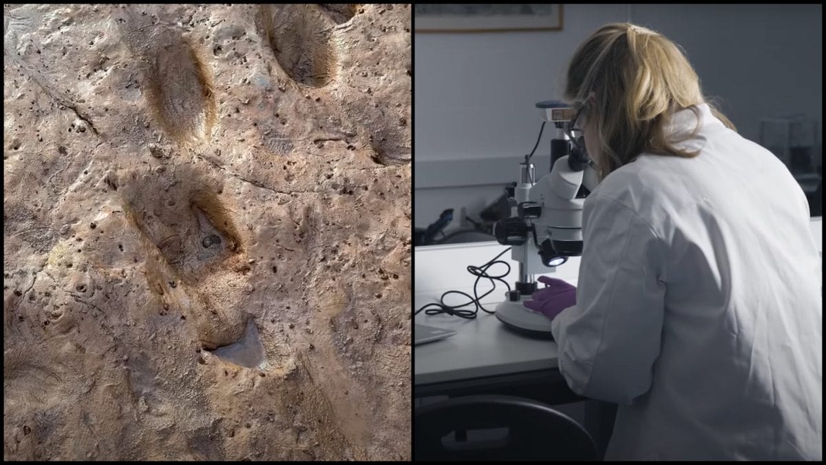 Muž išiel na prechádzku so psom a objavil 2000-ročný poklad