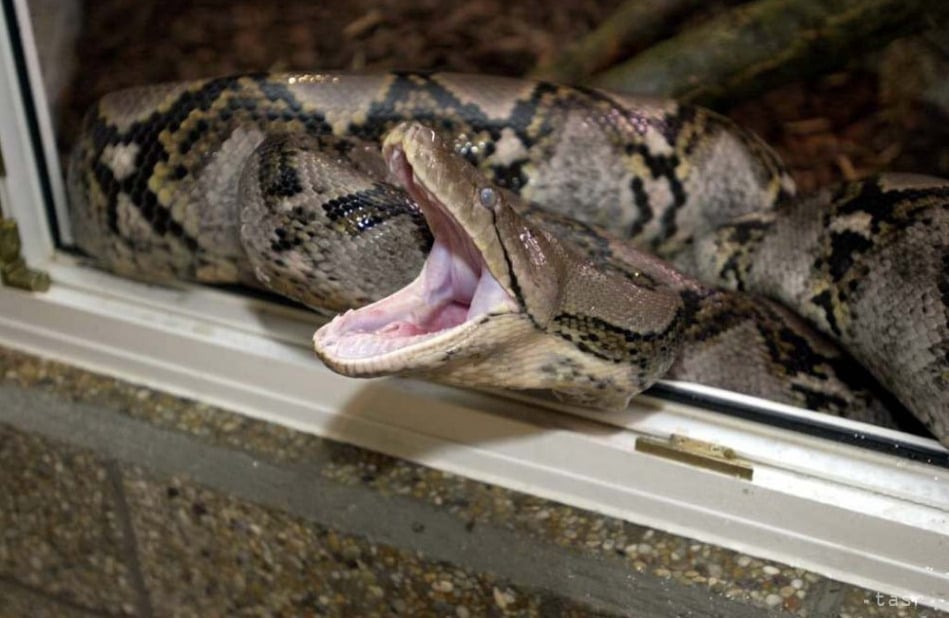 Had pomohol k liečeniu obezity