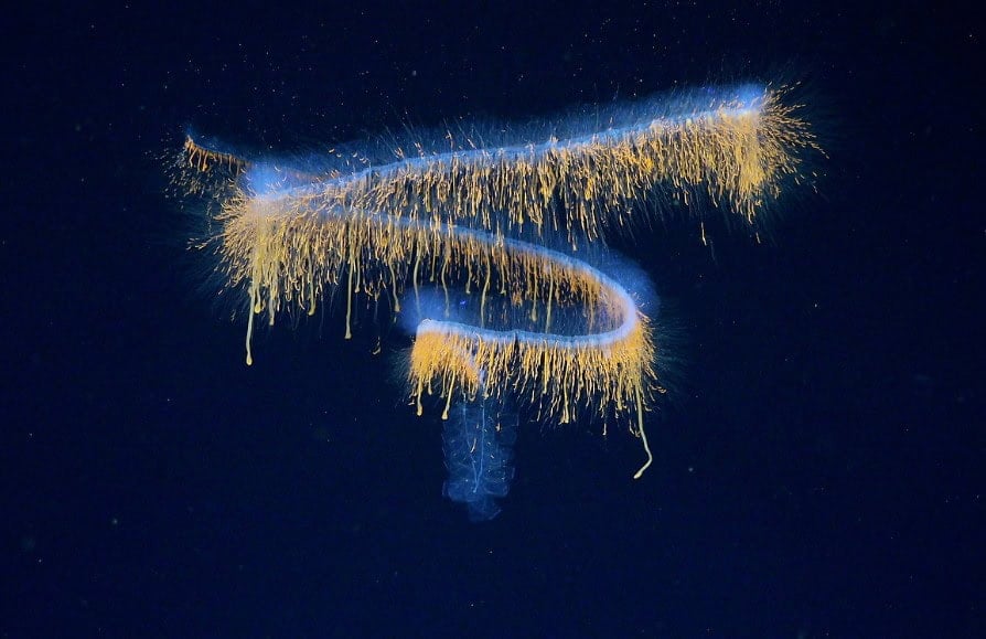 Siphonophore záhadný tvor