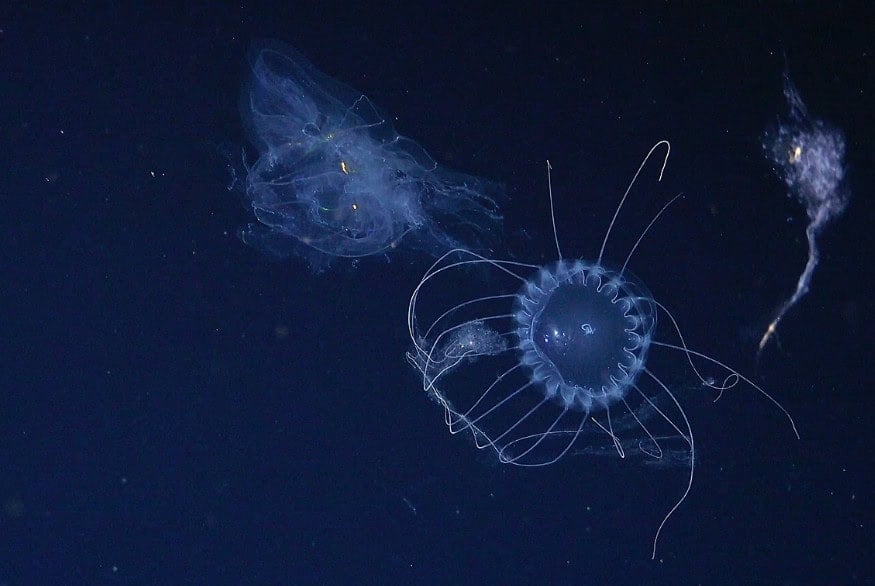 Vedci objavili nové záhadné tvory v Atlantiku