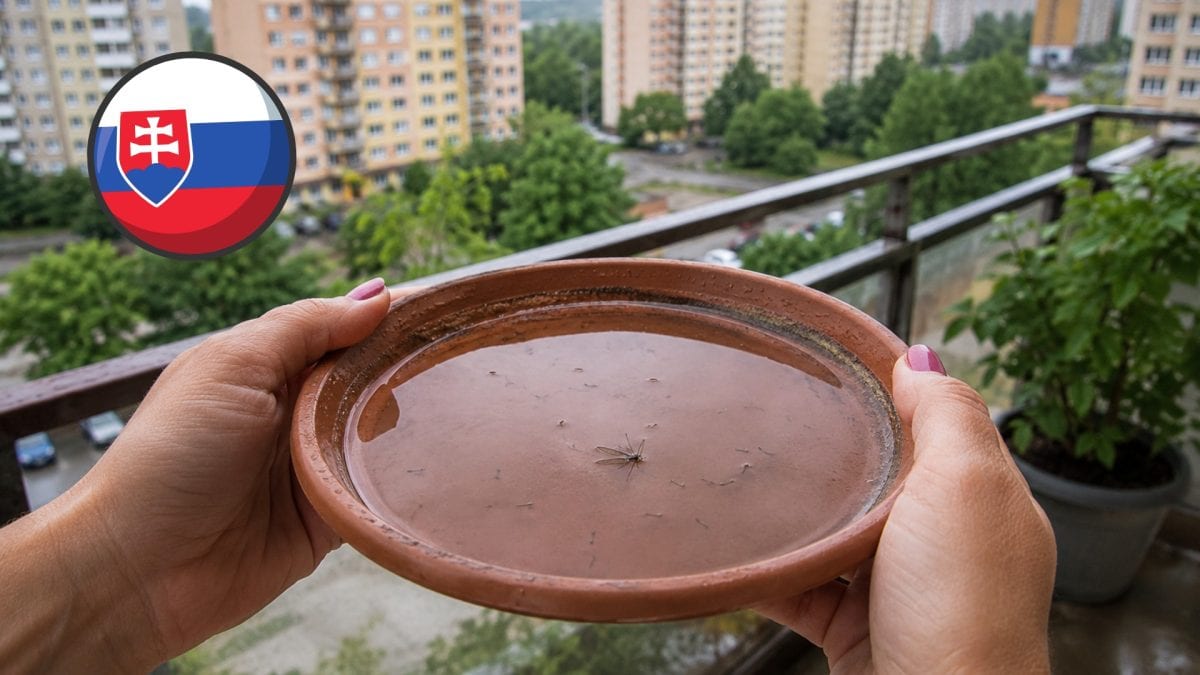 komár v kvetináči s larvami